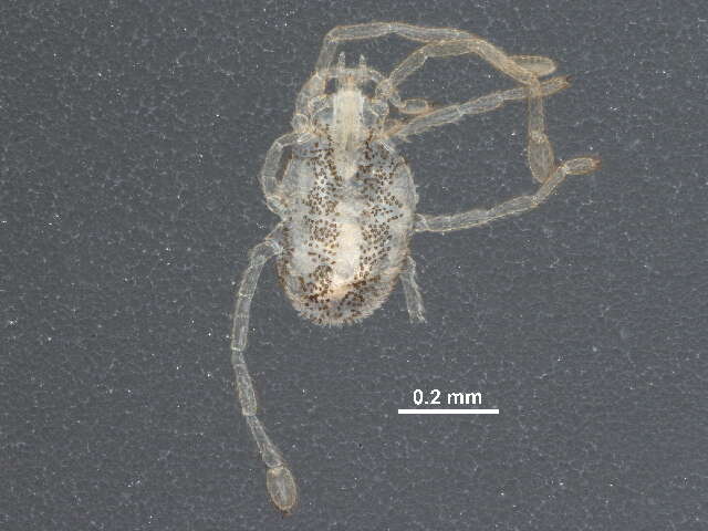 Image of Smarididae