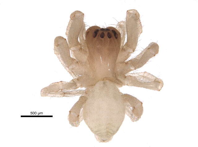 Image of stiphidiid spiders