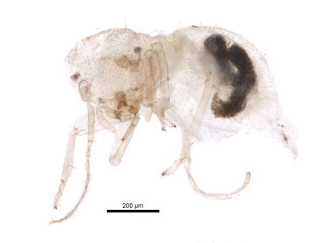 Image of Ectopsocus