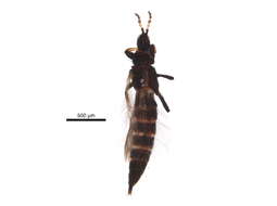 Image of Haplothrips (Haplothrips) victoriensis Bagnall 1918