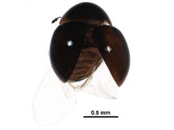 Image of fringe-winged beetles