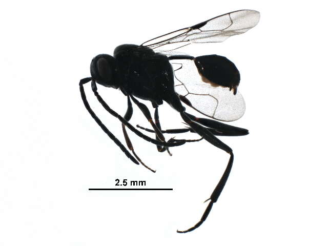 Image of ensign wasps