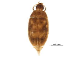 Image of hairy fungus beetle