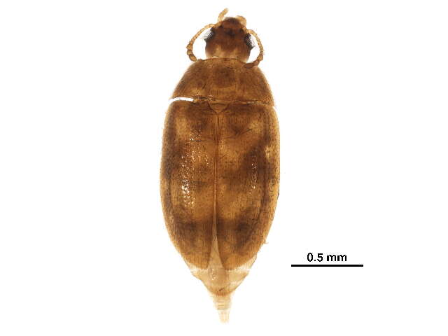 Image of hairy fungus beetle