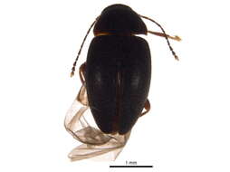 Image of primitive carrion beetles