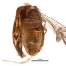 صورة Pseudomicrocara spilota