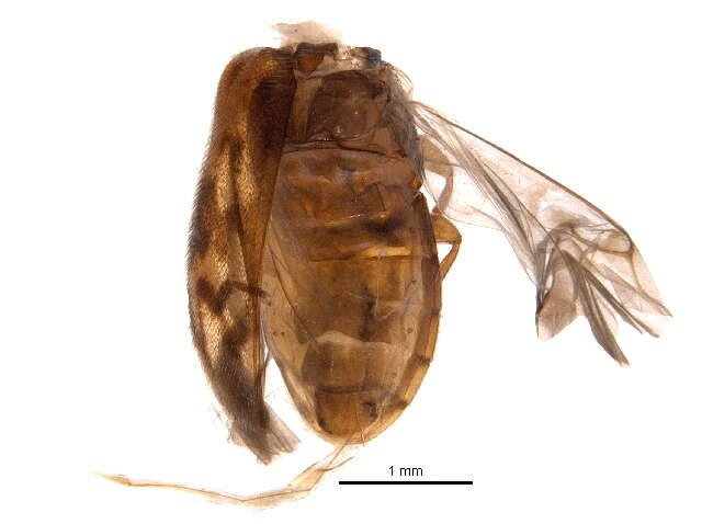 صورة Pseudomicrocara spilota