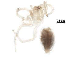 Image of sac spiders