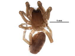 Image of dysderid spiders