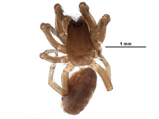 Image of dysderid spiders