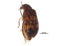 صورة Pseudomicrocara