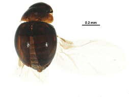 Image of fringe-winged beetles
