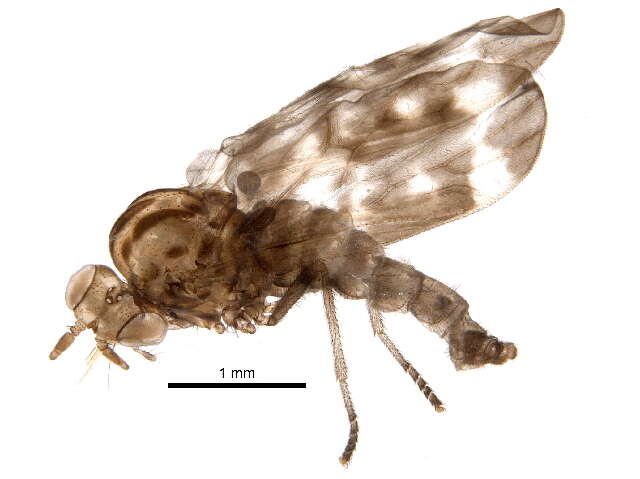 Image of Austroleptidae