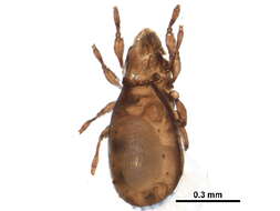 Image of Otocepheoidea Balogh 1961