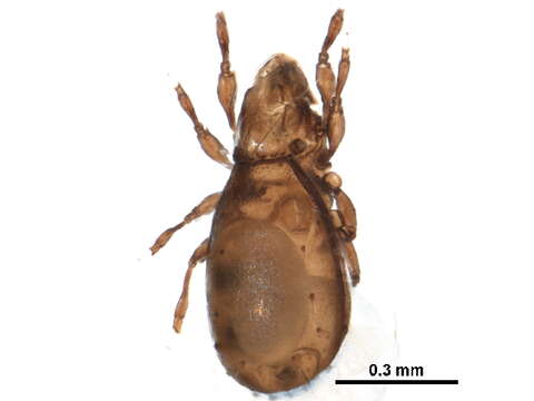 Image of Otocepheoidea Balogh 1961