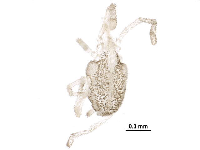 Image of Smarididae