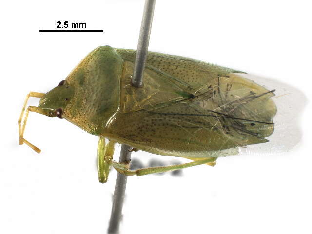 Image of shield bugs