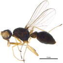 Image of Dicranosepsis