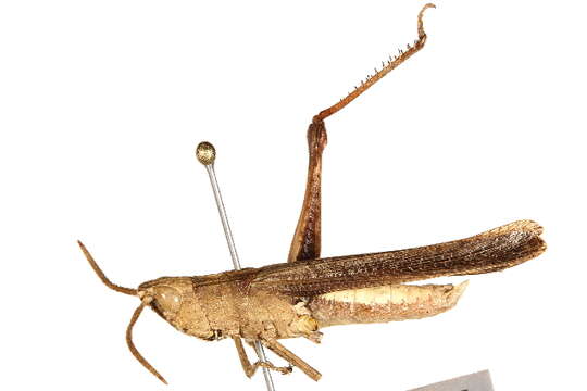 Image of slant-faced grasshopper