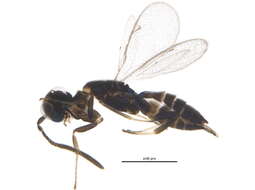 Image of Zaischnopsis