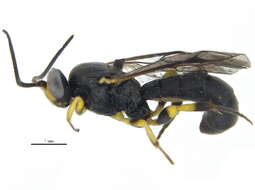 Image of Acerataspis