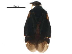 Image of Proboscidocoris