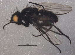 Image of Amauromyza