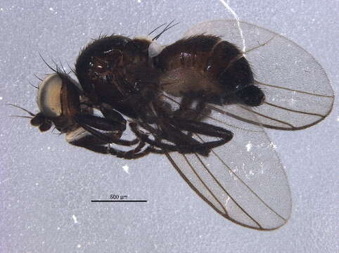 Image of Metopomyza