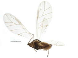 Image of Hydaphias