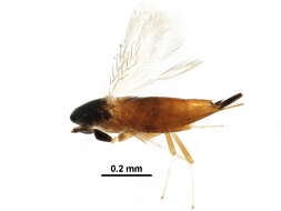 Image of Signiphoridae