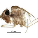 Image of Cladiopsocidae