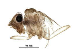 Image of Cladiopsocidae