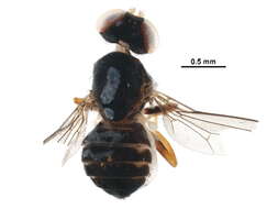 Image of Opomyzoidea