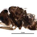 Image of Dolabellopsocidae