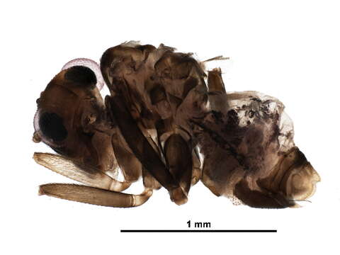 Image of Dolabellopsocidae