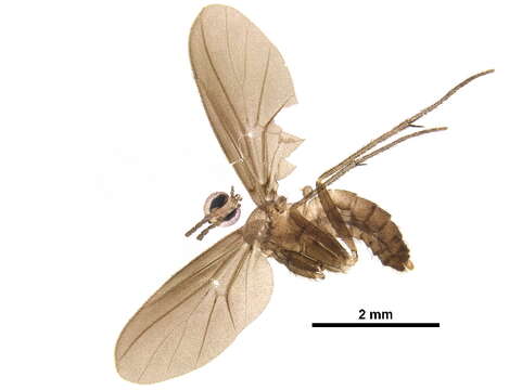Image of Diadocidiidae