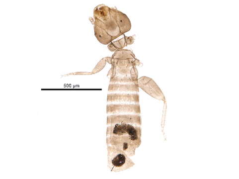 Image of Liposcelididae