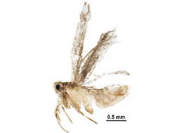 Image of Dichomeridinae