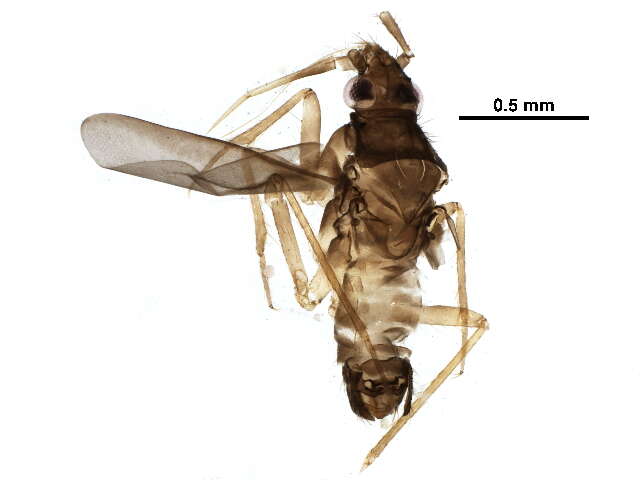 Image of Dipsocoromorpha