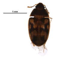 Image of hairy fungus beetle