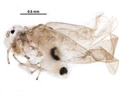 Stenopsocidae resmi