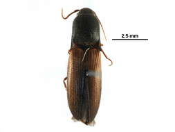 Image of <i>Agriotes thevenetii</i>