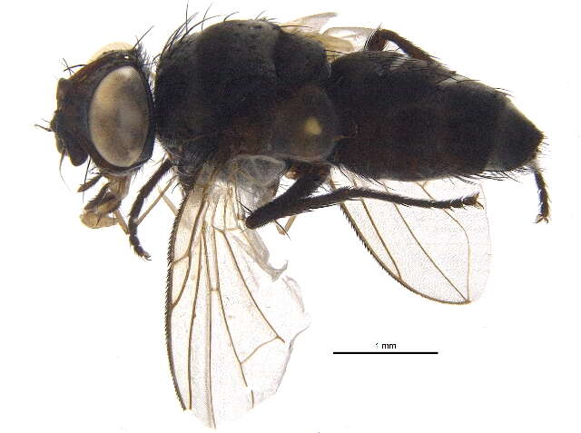 Image of Bombyliomyia