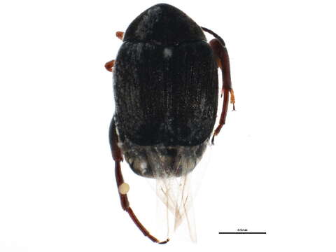 Image of Seed Beetle