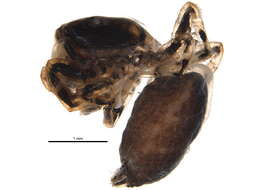 Image of Orienticius