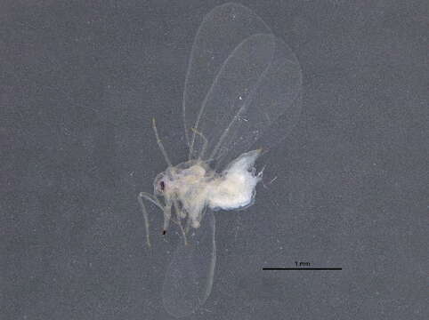 Image of Aleurodicus