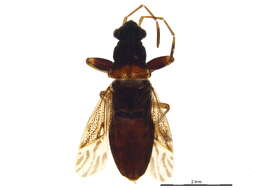 Image of Pseudopachybrachius