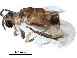 Image of twisted-winged parasites