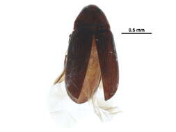 Image of Trixagus mendax (Horn 1885)
