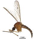 Image de Aedes aloponotum Dyar 1917